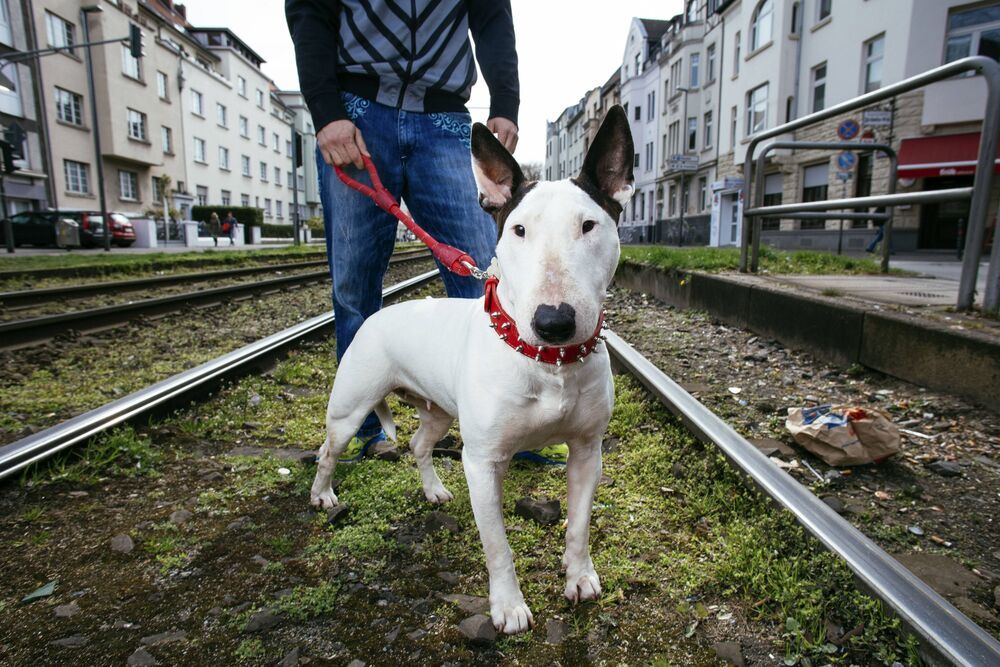 Joggerin von Kampfhund zu Tode gebissen! Dann griff das Tier seine Besitzerin an